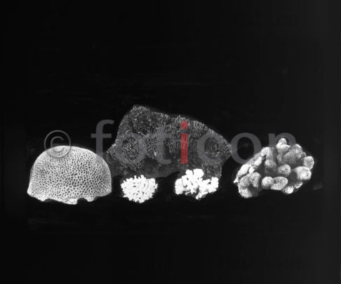 Schwämme und Korallen | Sponges and corals (foticon-600-simon-meer-363-064-sw.jpg)